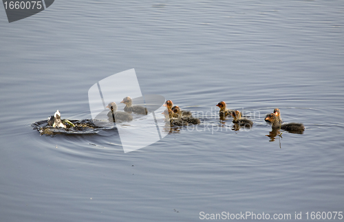 Image of Waterhen Babies