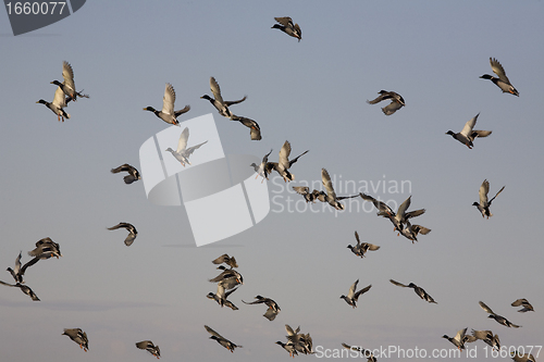 Image of Ducks in Flight