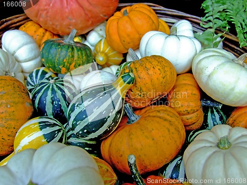 Image of Background of pumpkins