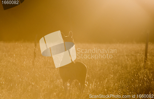 Image of Deer in a field