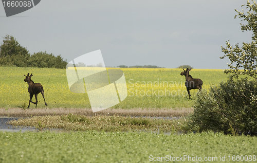 Image of Young Bull Moose