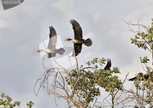 Image of Cormorants in tree Saskatchewan