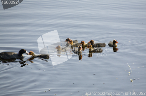 Image of Waterhen Babies