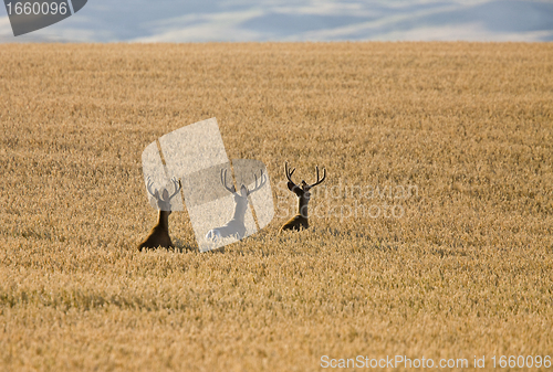 Image of Mule Deer in Wheat Field