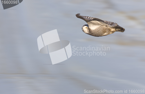 Image of Snowy Owl in Flight