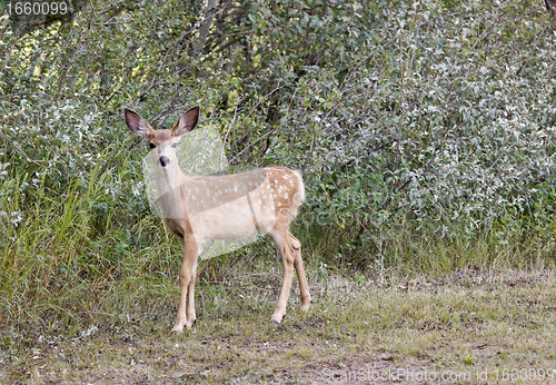Image of Deer in a field