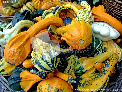 Image of Bunch of pumpkins