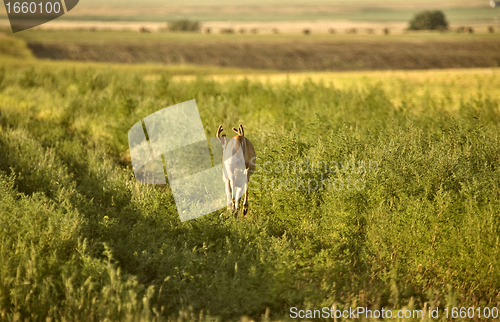 Image of Deer in a field