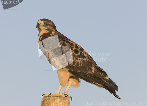 Image of Swainson Hawk on Post