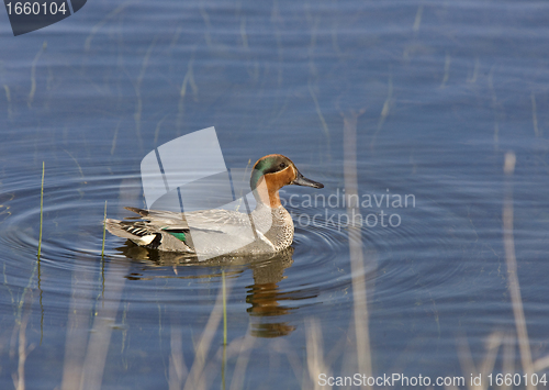 Image of Green Winged Teal