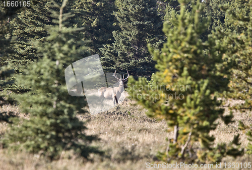 Image of Elk in Cypress Hills Alberta