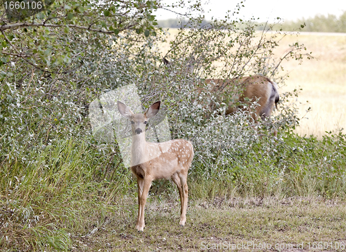 Image of Deer in a field