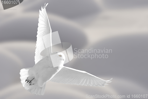 Image of Snowy Owl in Flight