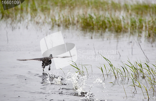 Image of Duck taking off