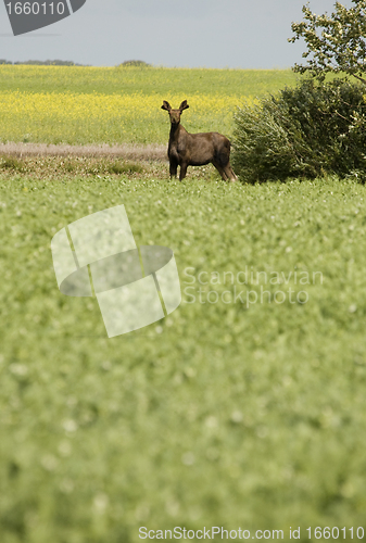 Image of Young Bull Moose