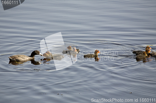 Image of Waterhen Babies