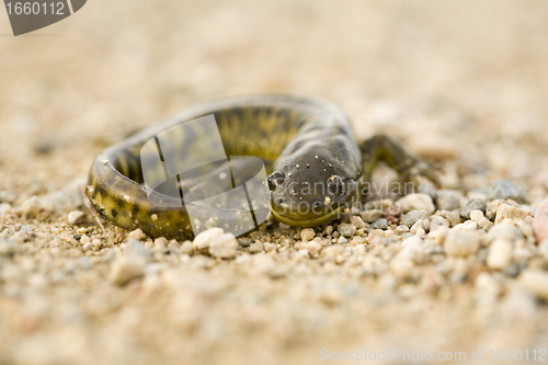 Image of Close up Tiger Salamander