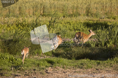 Image of Deer in a field