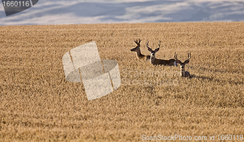 Image of Mule Deer in Wheat Field