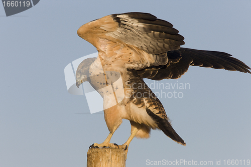 Image of Swainson Hawk on Post