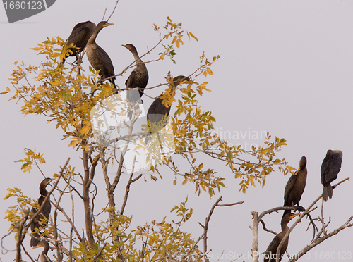 Image of Cormorants in tree Saskatchewan