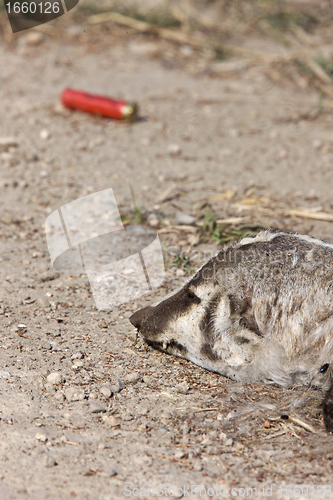 Image of Dead Badger and Shotgun Shell