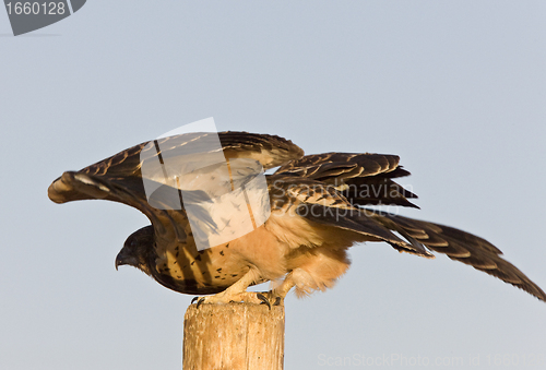 Image of Swainson Hawk on Post