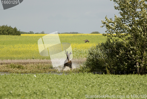 Image of Young Bull Moose