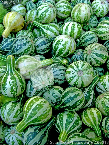 Image of Green miniature pumpkins