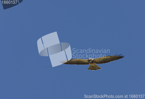 Image of Swainson Hawk in flight