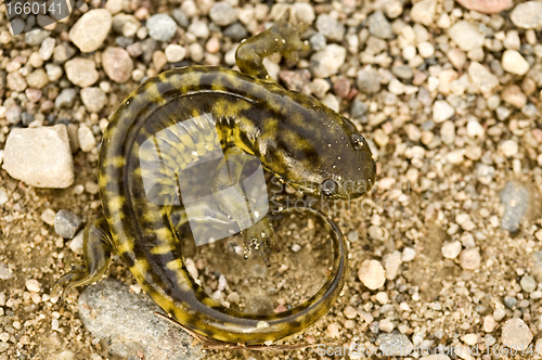 Image of Close up Tiger Salamander