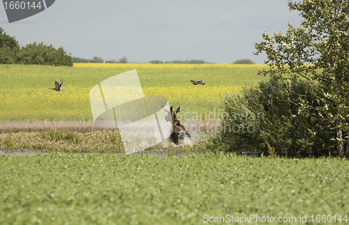 Image of Young Bull Moose