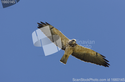 Image of Swainson Hawk in flight