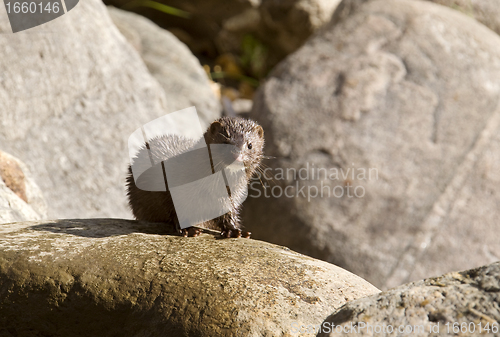 Image of Mink amongst the rocks