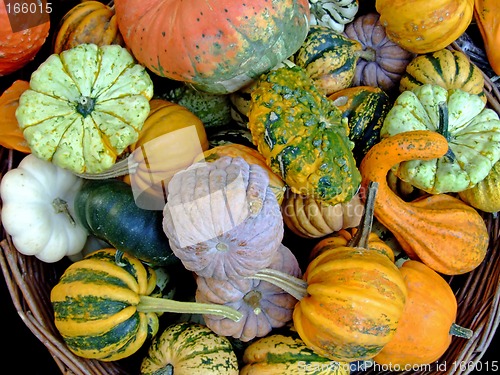 Image of Miniature pumpkins