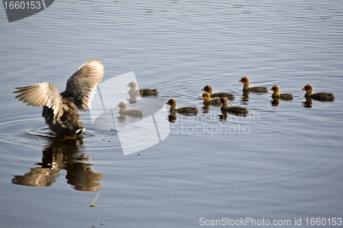 Image of Waterhen Babies