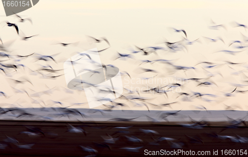 Image of Blurred Image Snow Geese panned