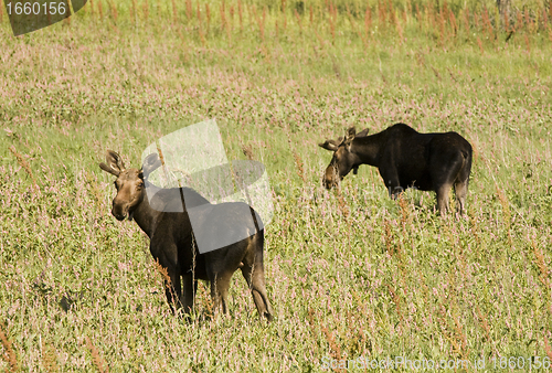 Image of Young Bull Moose