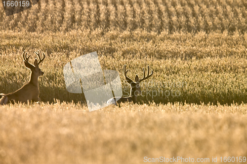 Image of Mule Deer in Wheat Field