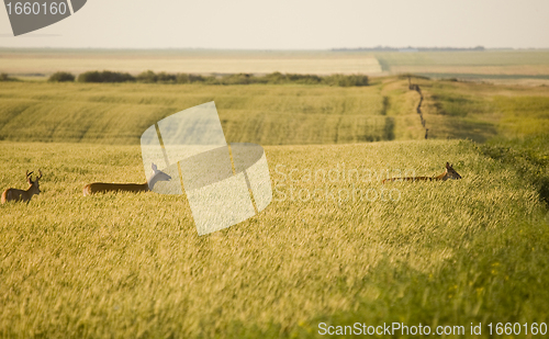 Image of Deer in a field