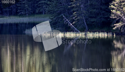 Image of Reesor Lake Cypress Hills