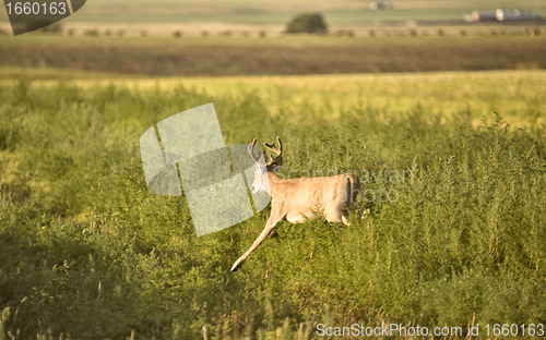 Image of Deer in a field