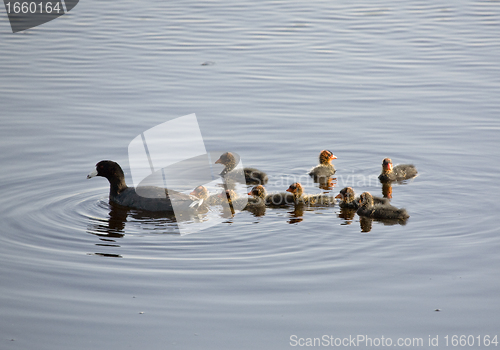 Image of Waterhen Babies