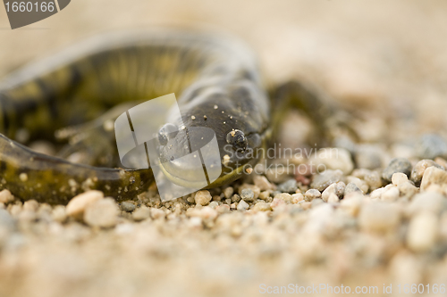 Image of Close up Tiger Salamander
