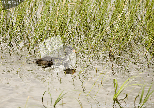 Image of Waterhen Baby