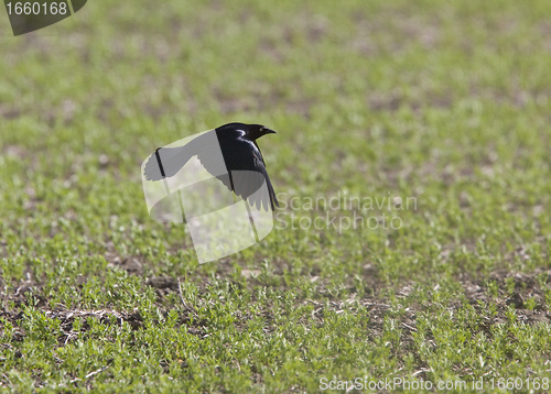 Image of Grackle Blackbird