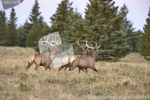 Image of Elk in Cypress Hills Alberta