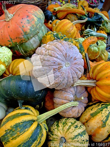 Image of Pumpkins in autumn
