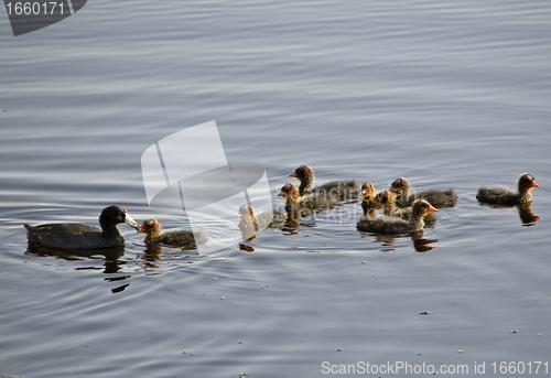 Image of Waterhen Babies