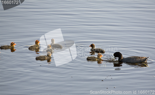 Image of Waterhen Babies